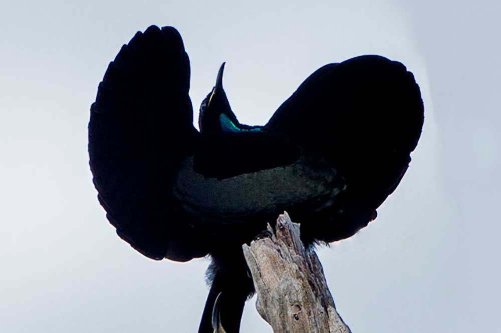 Original image from https://commons.wikimedia.org/wiki/File:Victoria%27s_Riflebird_courtship_-_Lake_Eacham_-_Queensland_S4E8070_(22198704599).jpg